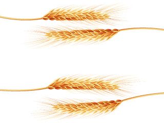 Image showing Wheat ears isolated on the white background