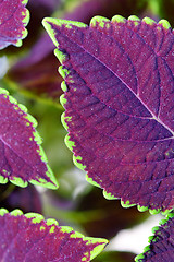 Image showing coleus close up for background