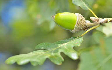 Image showing green acorn