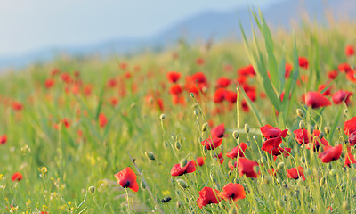 Image showing poppy field