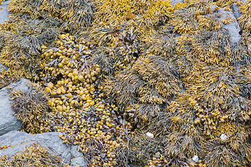 Image showing Green seaweed at the sea