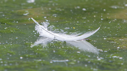 Image showing Floating white plum