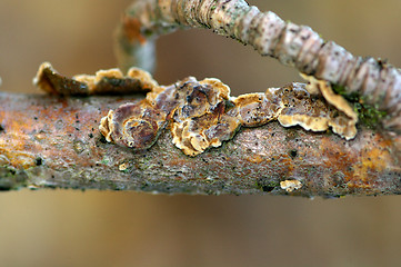 Image showing Polypore