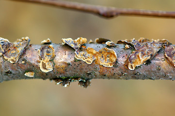 Image showing Polypore