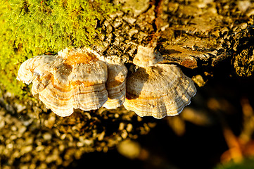 Image showing Polypore