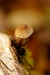 Image showing Mushroom