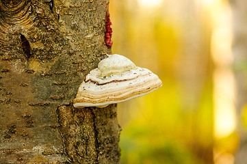 Image showing Polypore