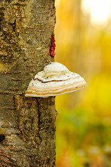 Image showing Polypore