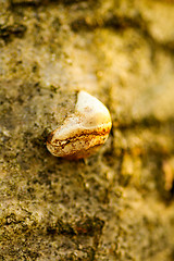 Image showing Polypore