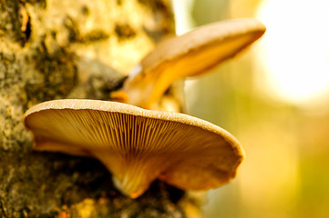 Image showing Polypore