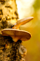 Image showing Polypore