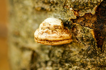 Image showing Polypore