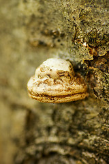 Image showing Polypore