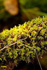 Image showing Moss