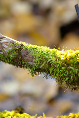 Image showing Moss