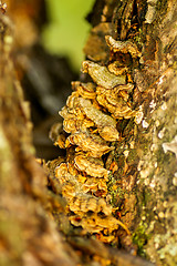 Image showing Polypore