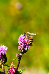 Image showing Bee