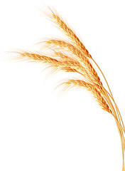 Image showing Wheat ears isolated on the white background