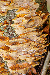 Image showing Polypore