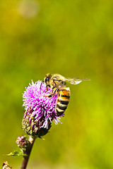 Image showing Bee