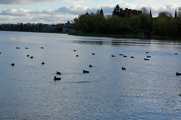 Image showing Ducks