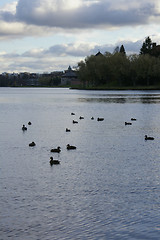 Image showing Ducks