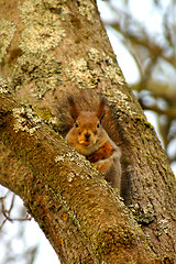 Image showing Squirrel