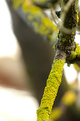 Image showing Lichen