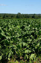 Image showing Sugar beet