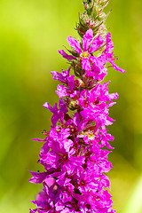 Image showing Lythrum salicaria