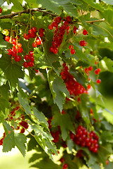 Image showing Ribes rubrum