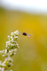 Image showing Hoverfly