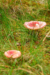 Image showing Mushroom