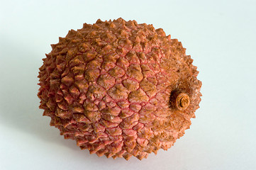 Image showing Litchi chinensis