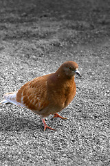 Image showing Pigeon