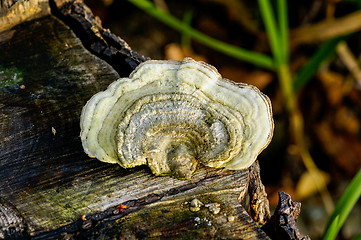 Image showing Polypore