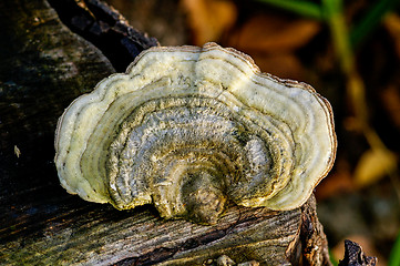 Image showing Polypore