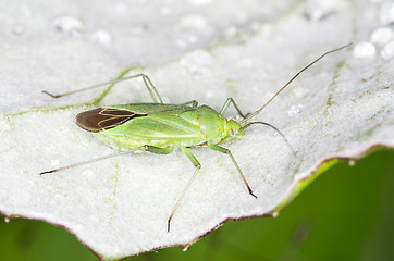 Image showing Beetle