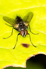 Image showing Fly