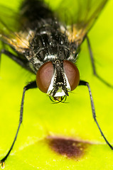 Image showing Fly