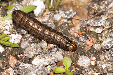 Image showing Larva