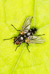 Image showing Fly