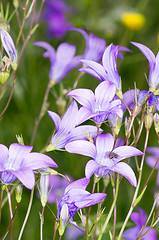 Image showing Flowers