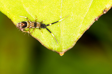 Image showing Insect