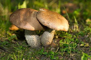 Image showing Mushrooms