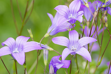 Image showing Flowers