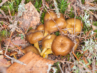 Image showing Cantharellus lutescens