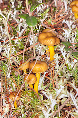 Image showing Cantharellus lutescens