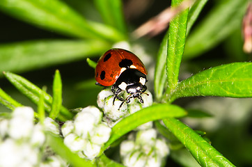 Image showing Ladybug