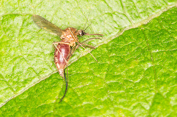 Image showing Mosquito